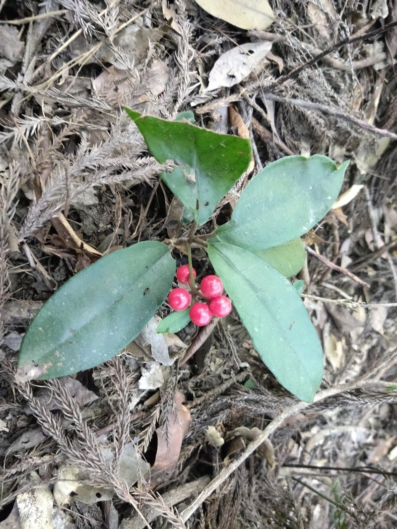 Ardisia brevicaulis