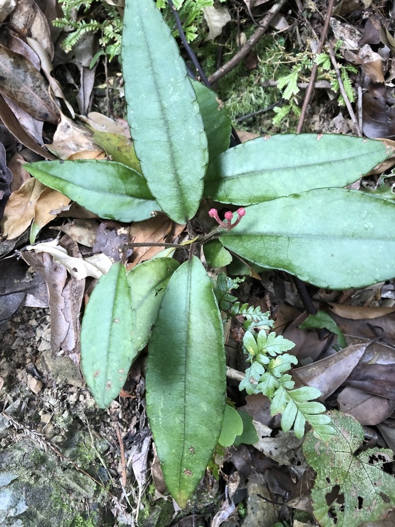 Ardisia brevicaulis photo 2