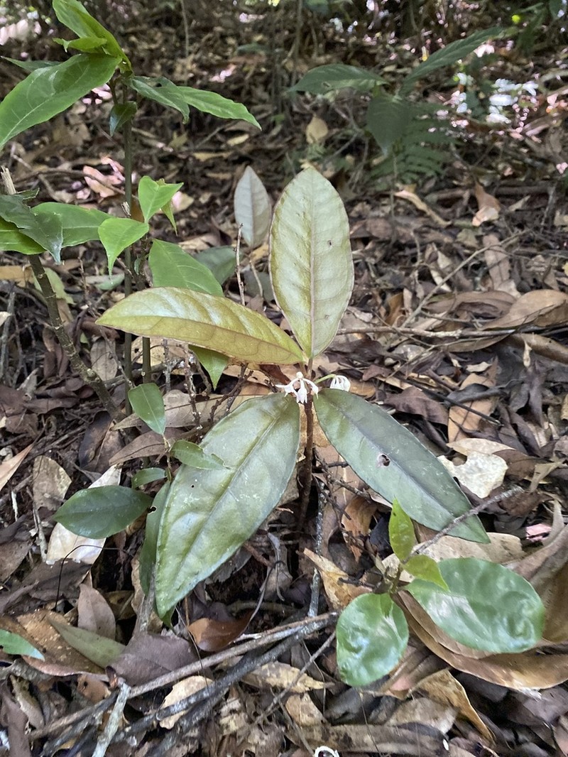 Ardisia brevicaulis photo 3