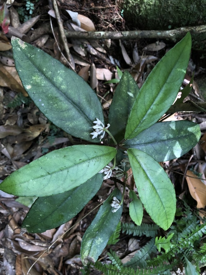 Ardisia brevicaulis photo 4