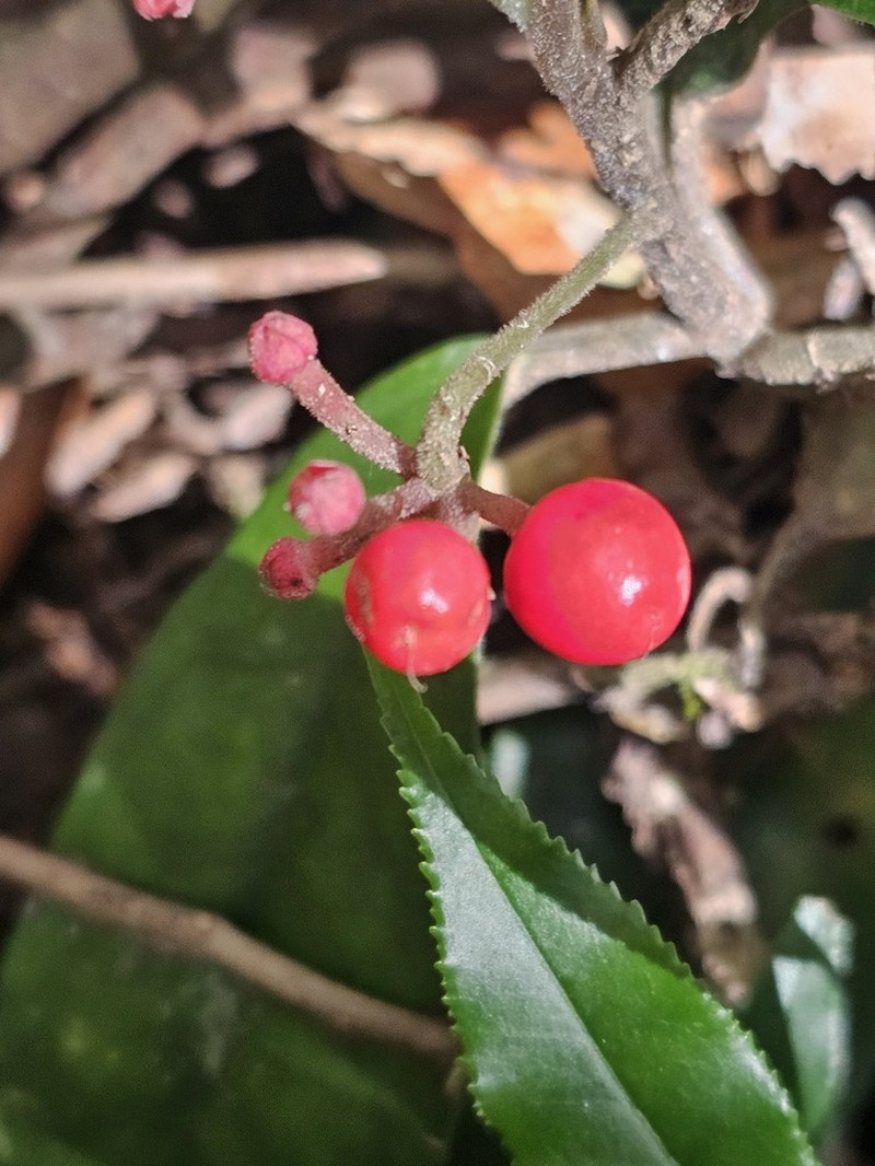 Ardisia brevicaulis photo 5