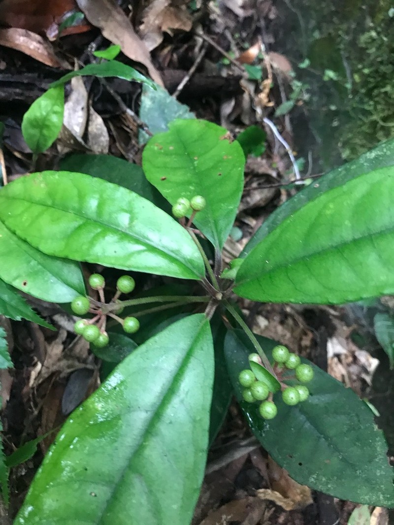 Ardisia brevicaulis photo 6