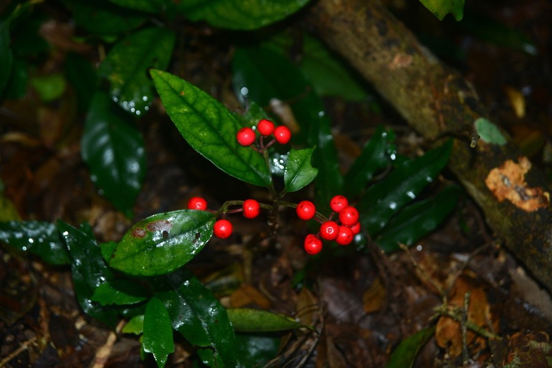 Ardisia brevicaulis photo 7