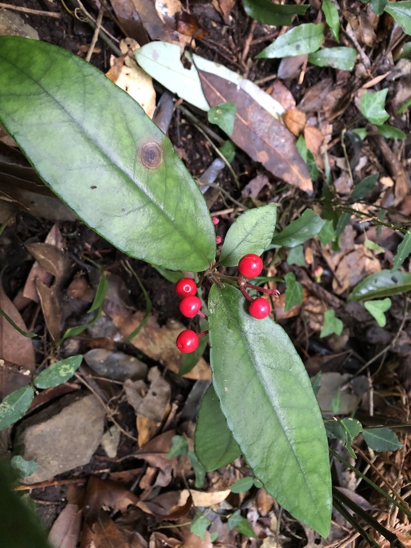 Ardisia brevicaulis photo 8