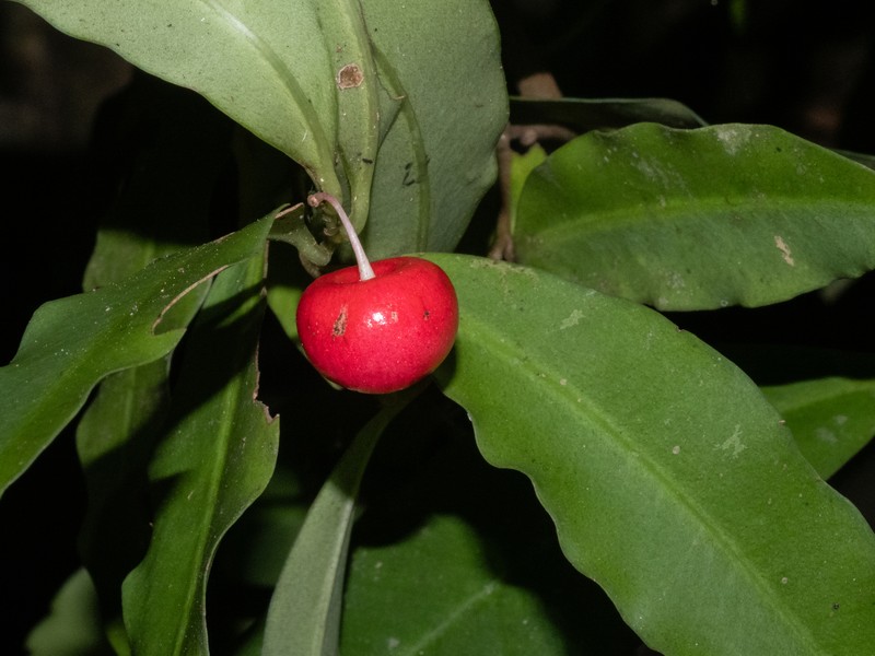 Ardisia brevipedata