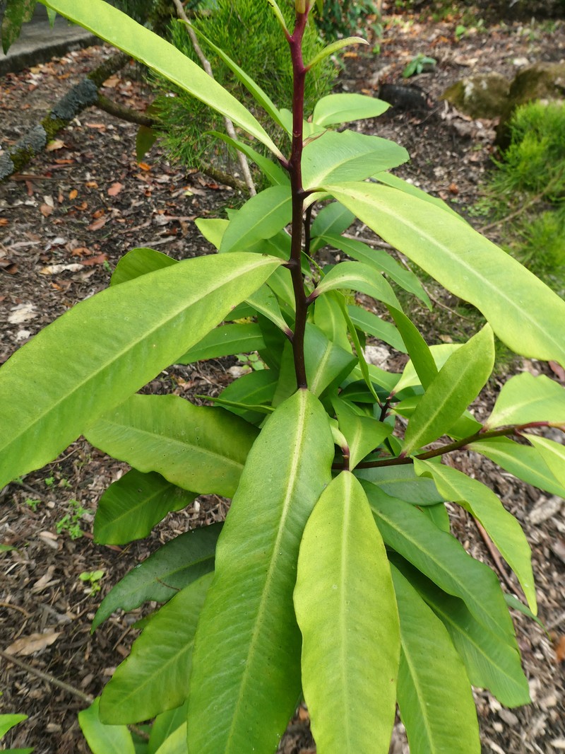Ardisia brevipedata photo 2