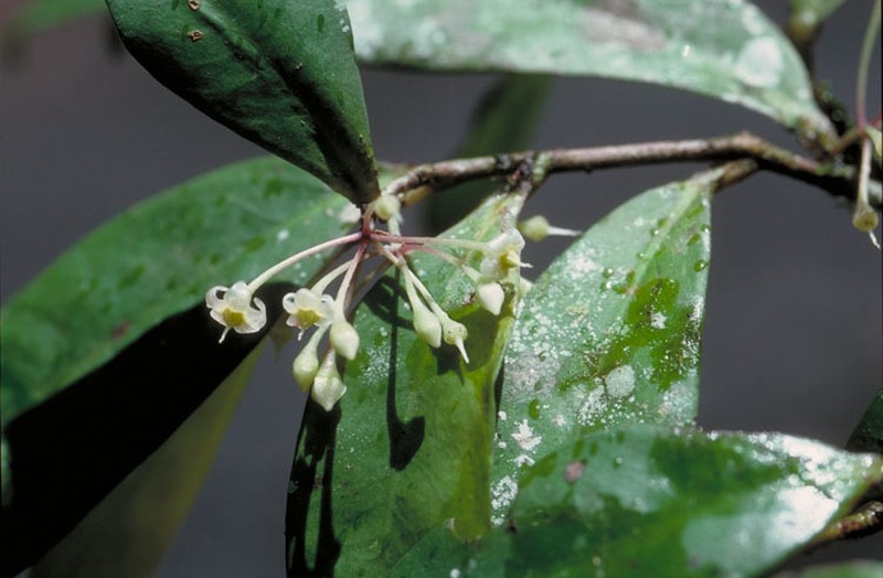 Ardisia brevipedata photo 3