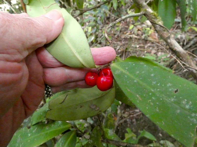 Ardisia brevipedata photo 4