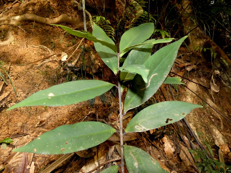 Ardisia brevipedata photo 5