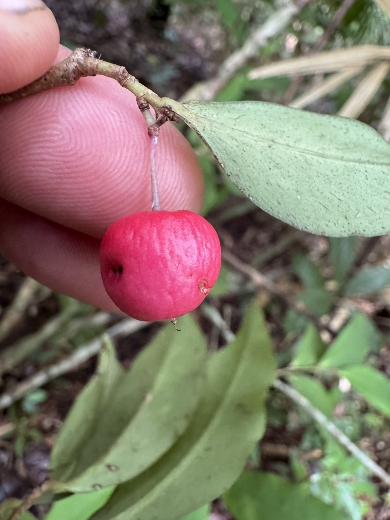 Ardisia brevipedata photo 6