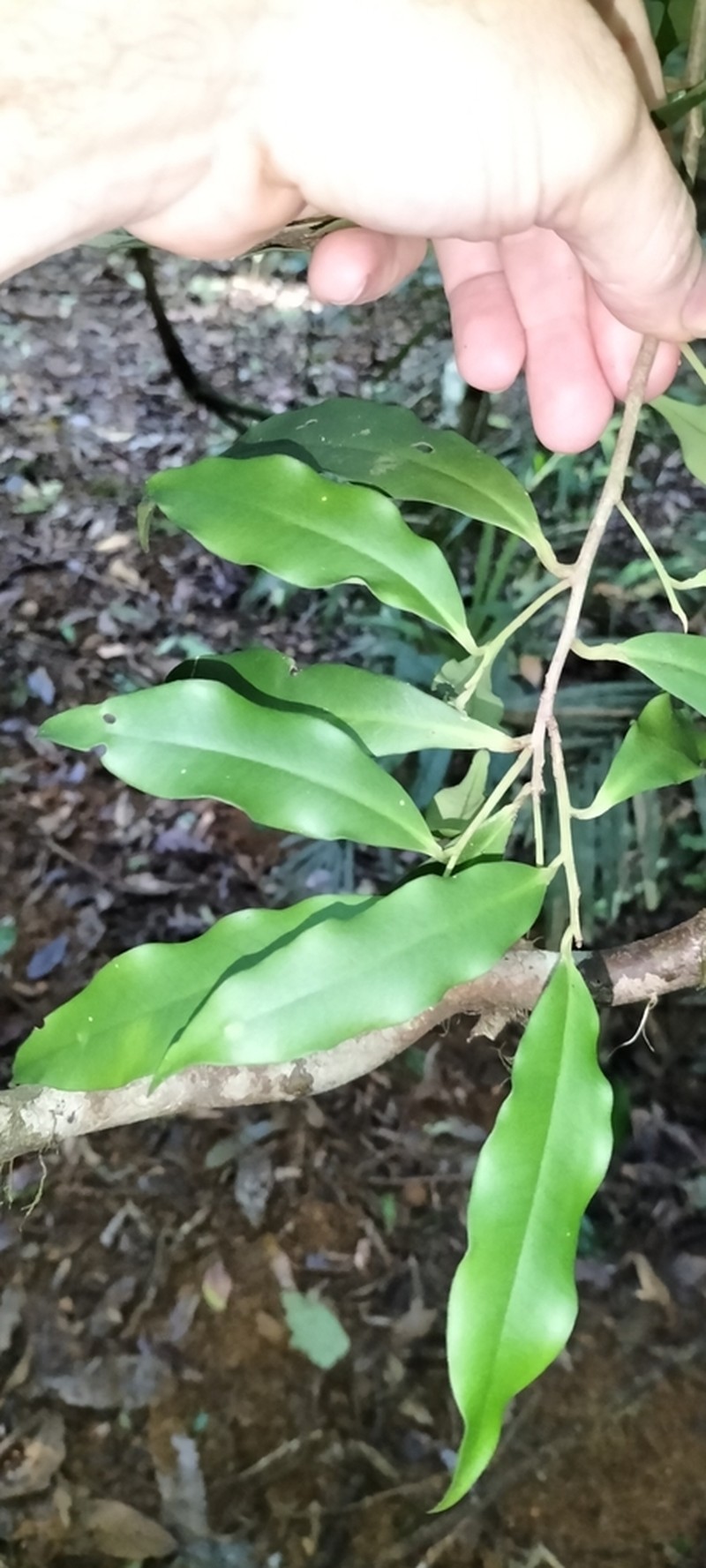 Ardisia brevipedata photo 7