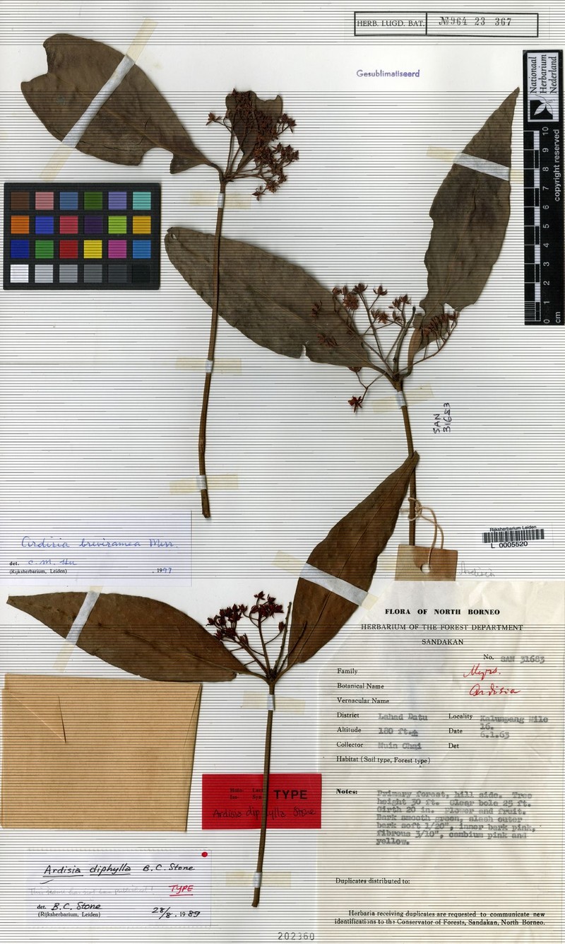 Ardisia breviramea photo 3
