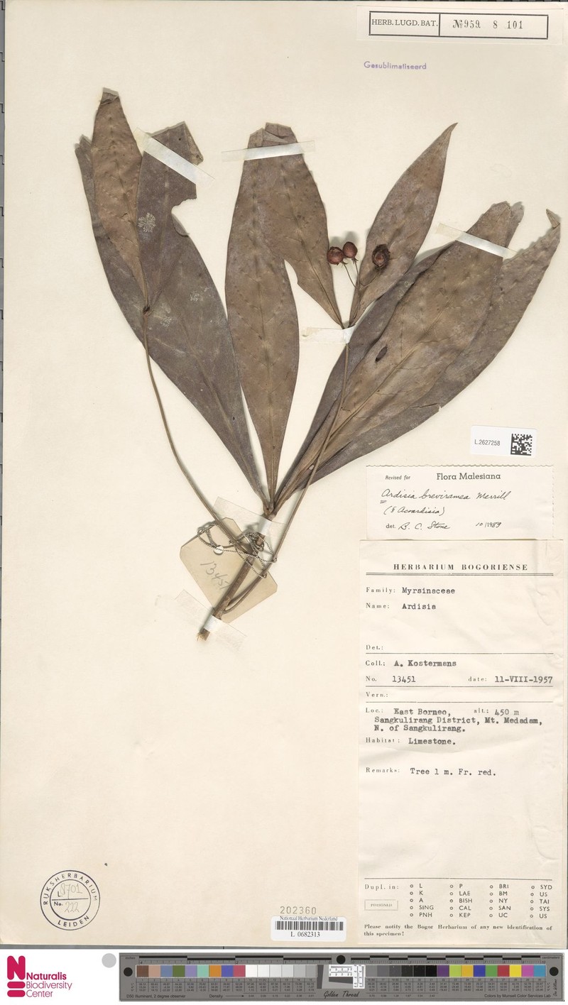 Ardisia breviramea photo 4