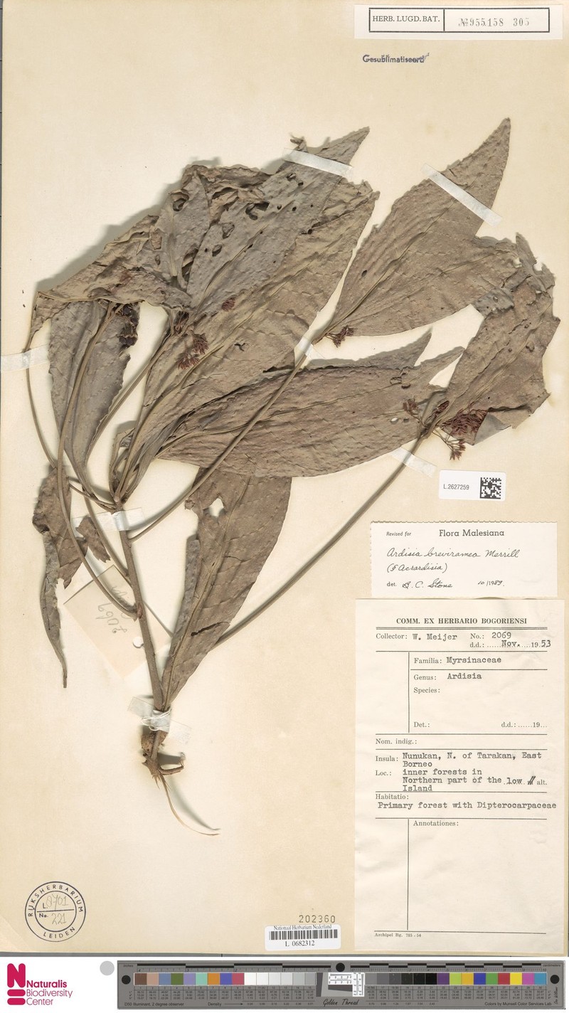 Ardisia breviramea photo 5
