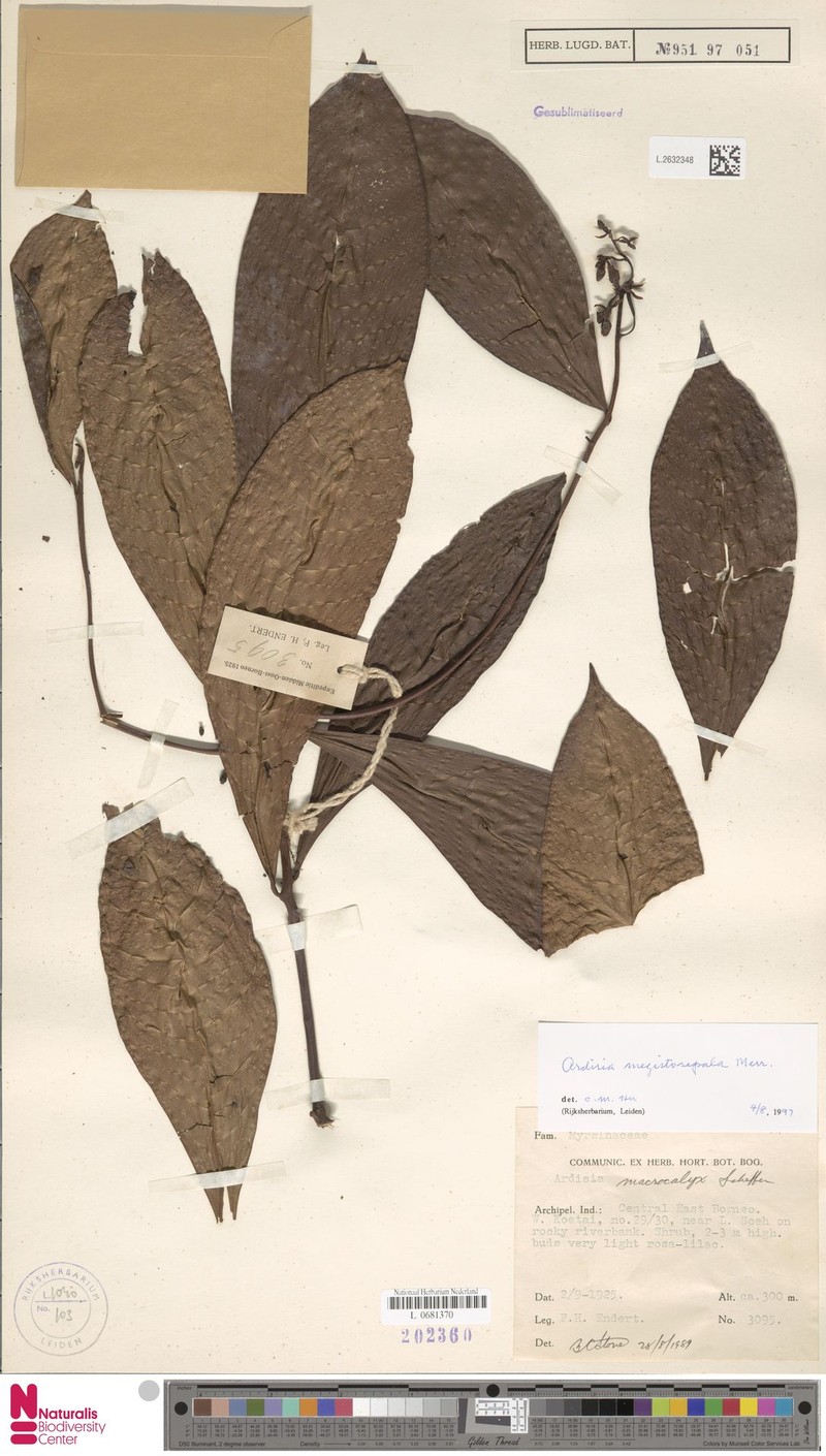 Ardisia breviramea photo 6