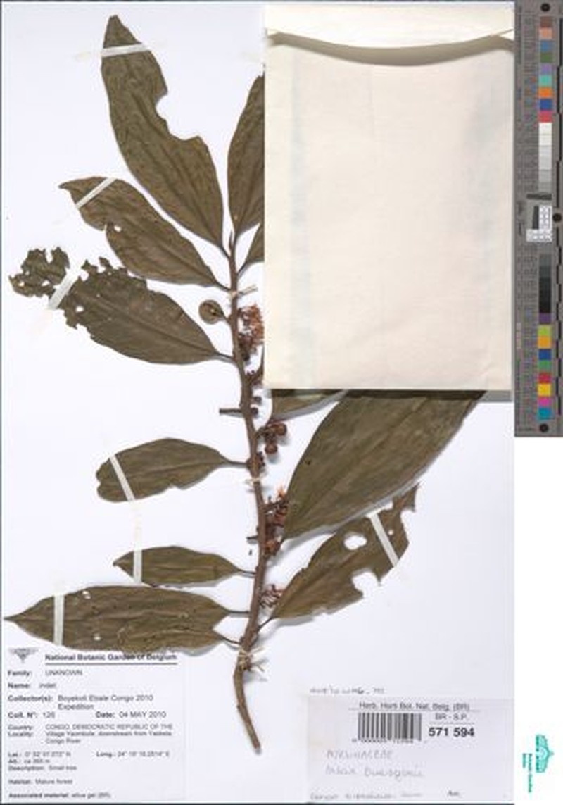 Ardisia buesgenii