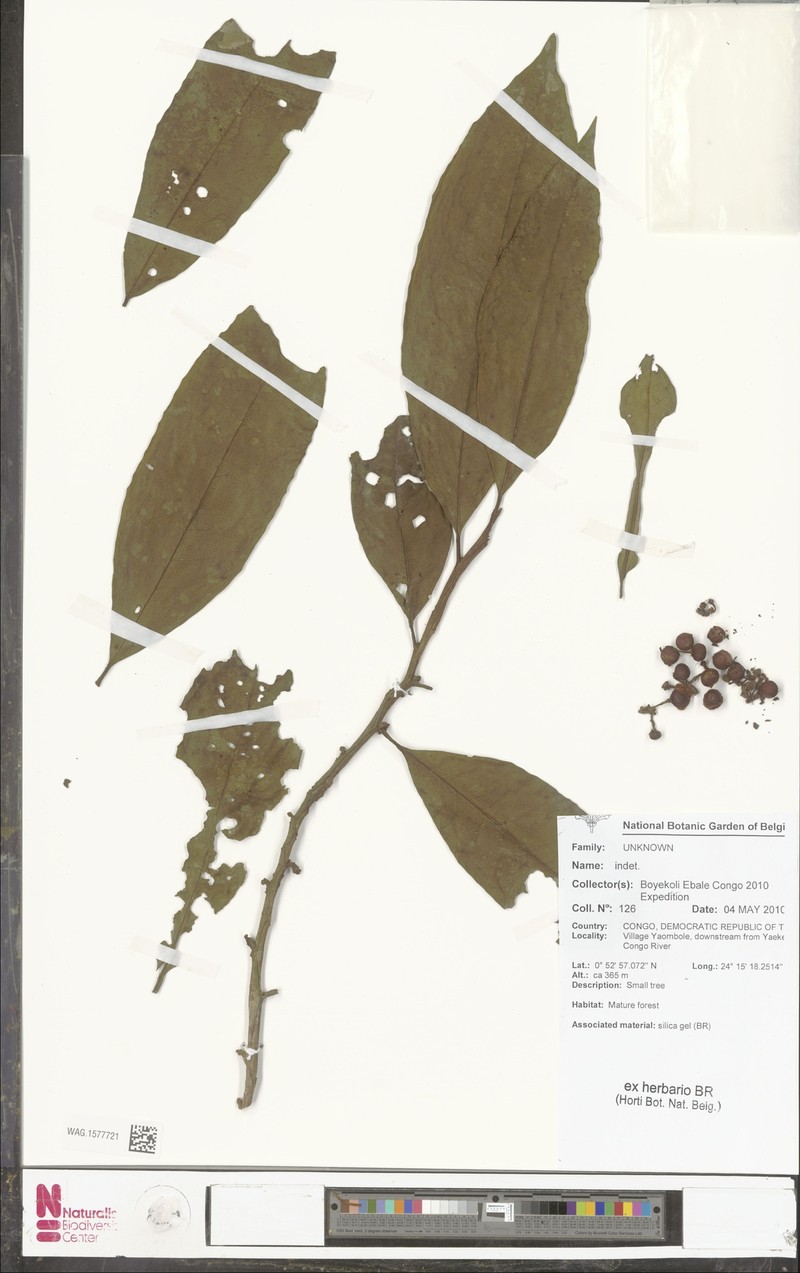 Ardisia buesgenii photo 2