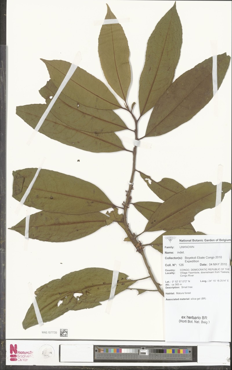 Ardisia buesgenii photo 3