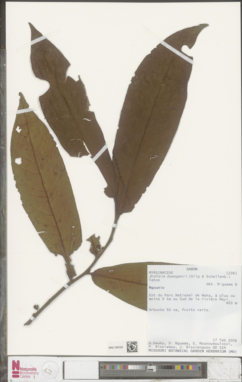 Ardisia buesgenii photo 4