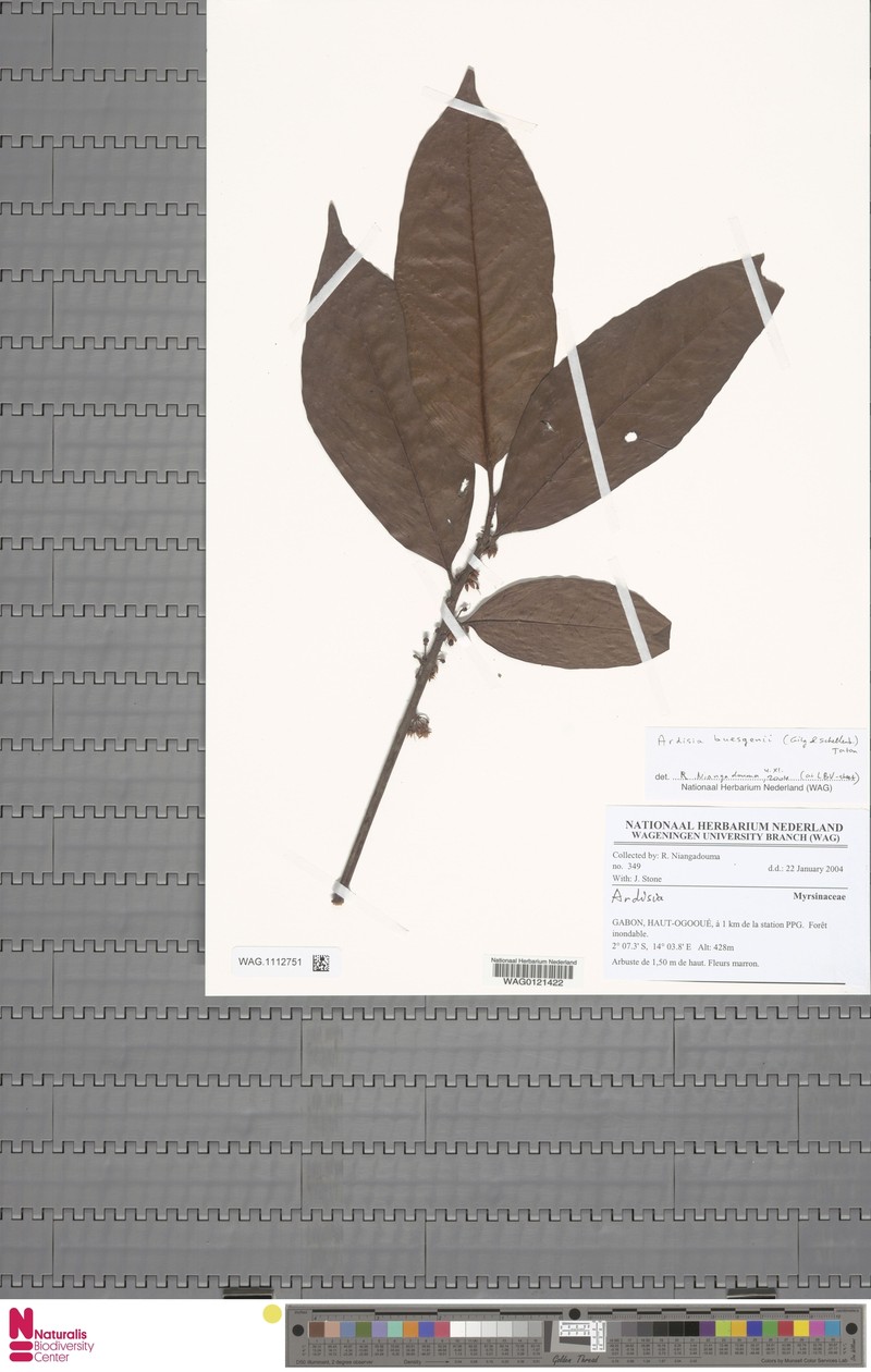 Ardisia buesgenii photo 5