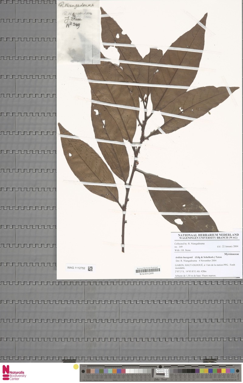 Ardisia buesgenii photo 6