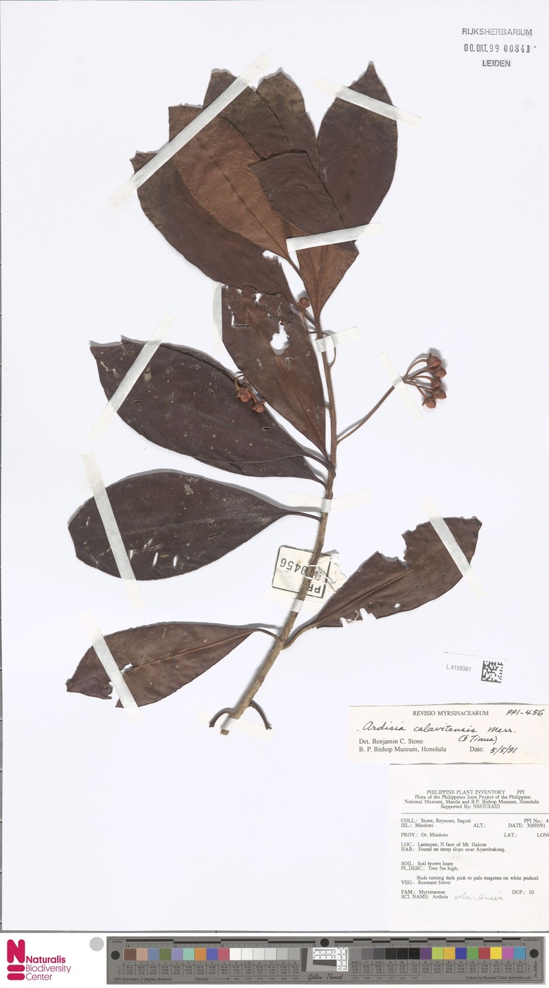 Ardisia calavitensis