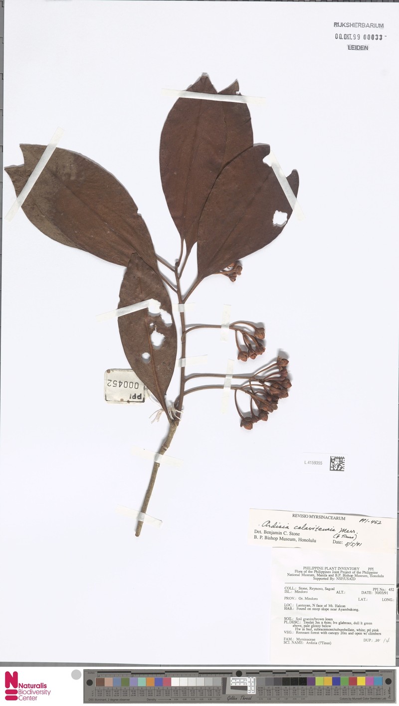 Ardisia calavitensis photo 2