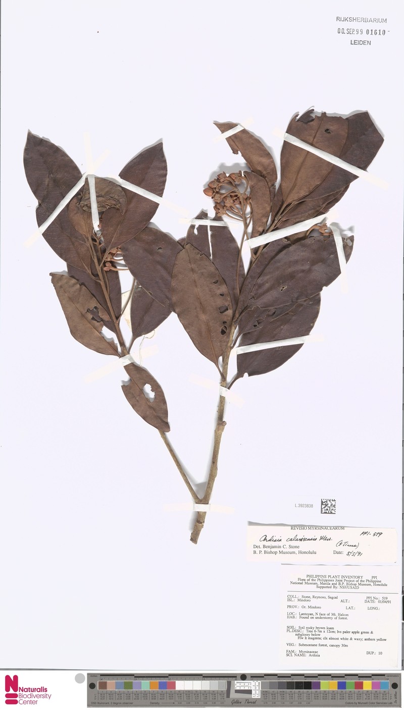 Ardisia calavitensis photo 3