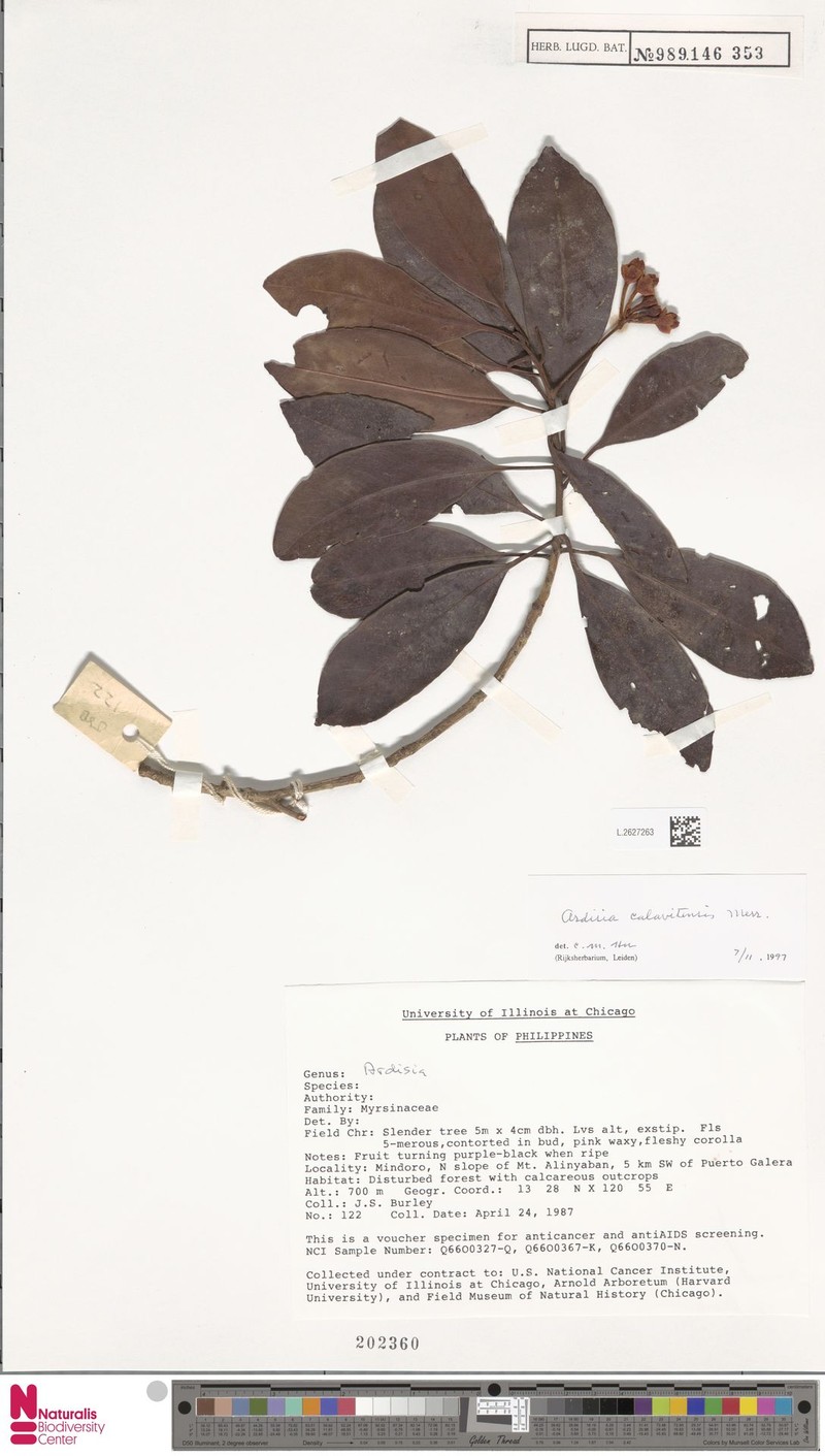 Ardisia calavitensis photo 4
