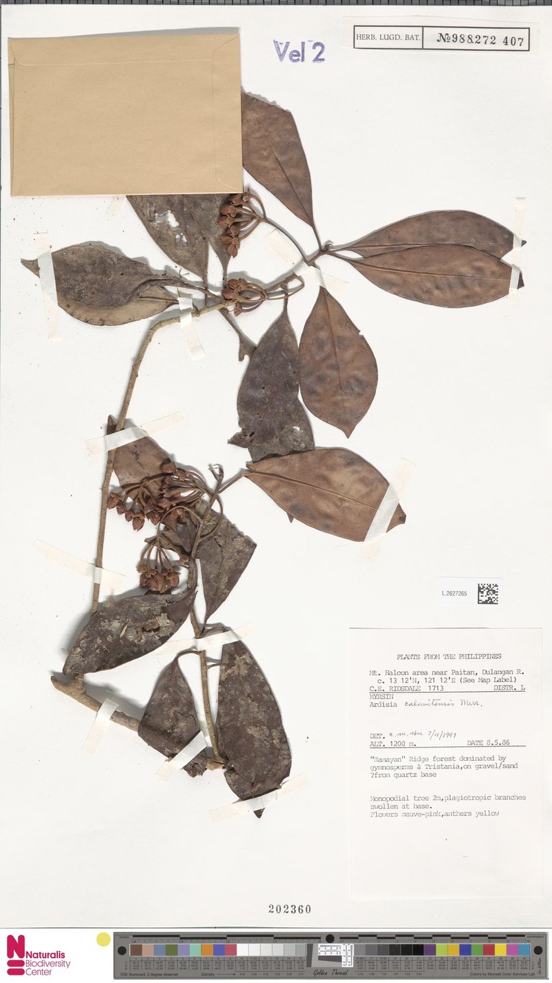 Ardisia calavitensis photo 5