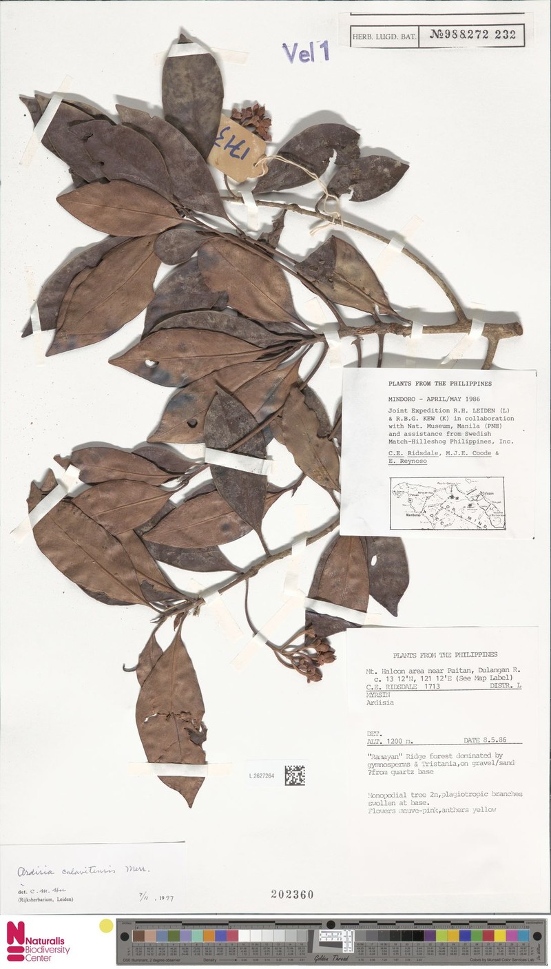 Ardisia calavitensis photo 6