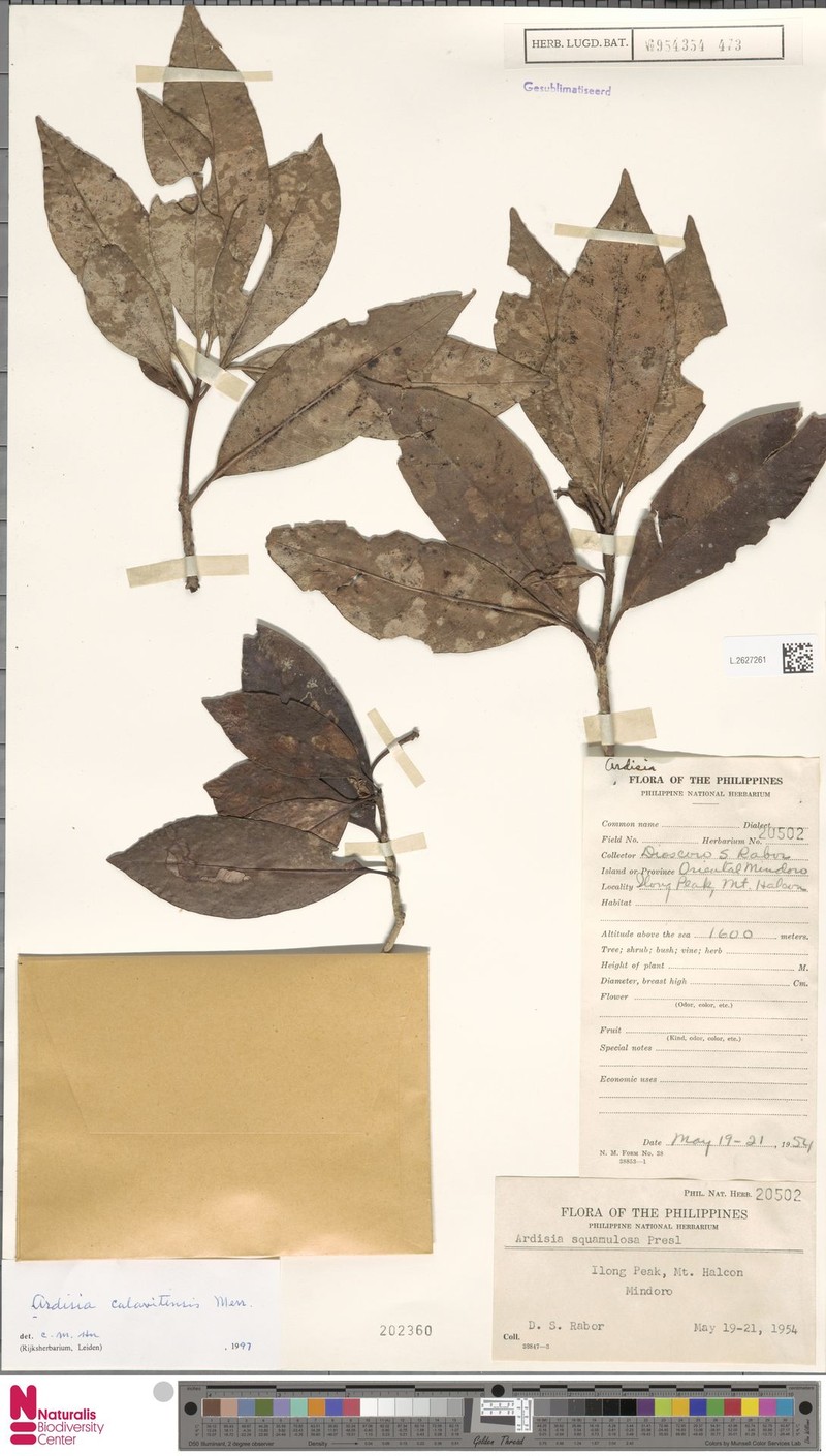 Ardisia calavitensis photo 7