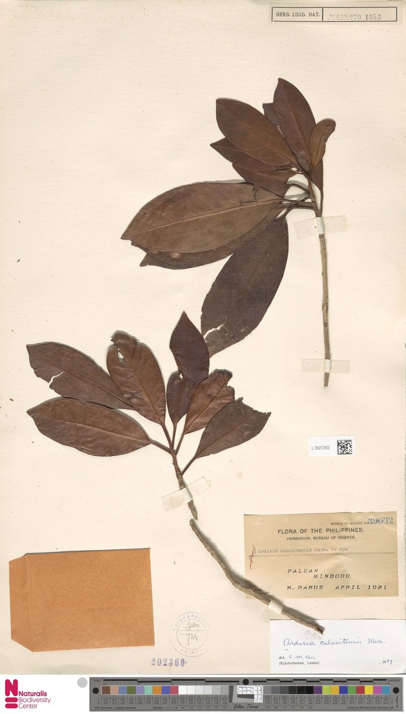 Ardisia calavitensis photo 8