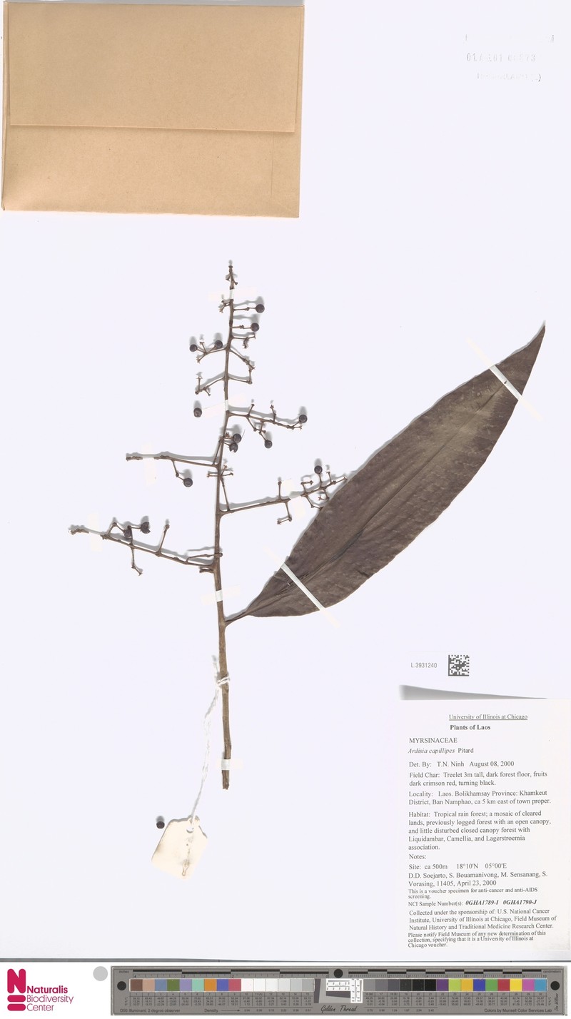 Ardisia capillipes