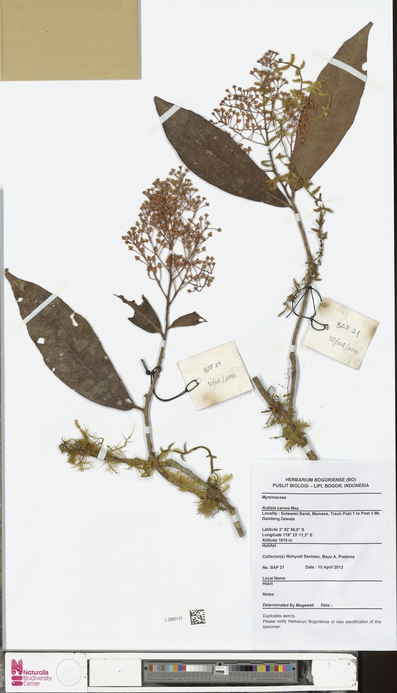 Ardisia carnea