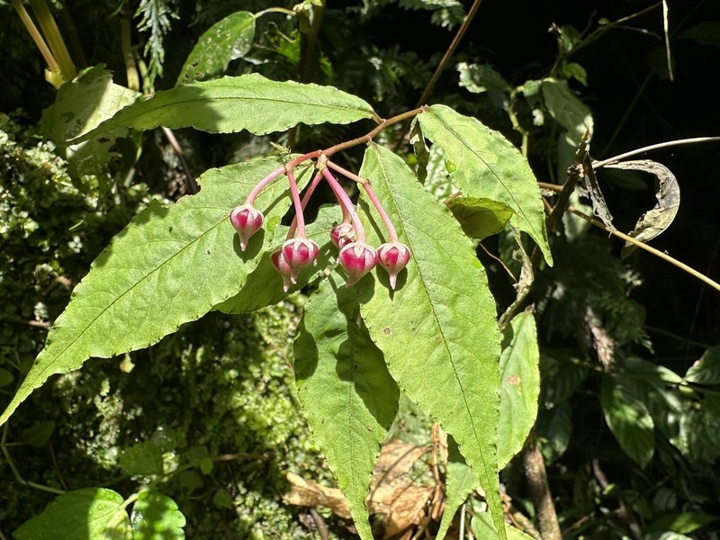 Ardisia caudata