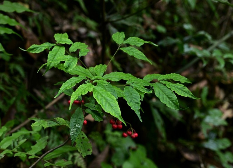 Ardisia caudata photo 2