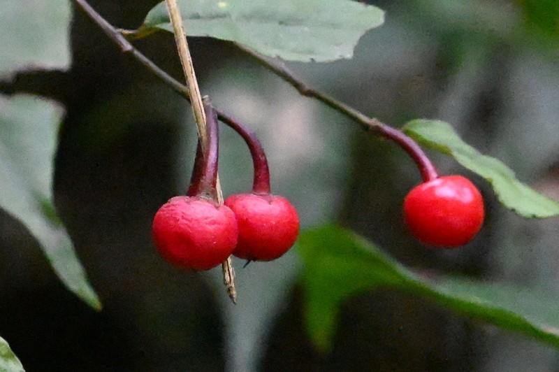 Ardisia caudata photo 3