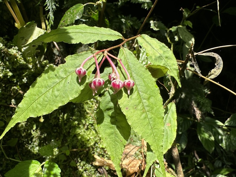 Ardisia caudata photo 5
