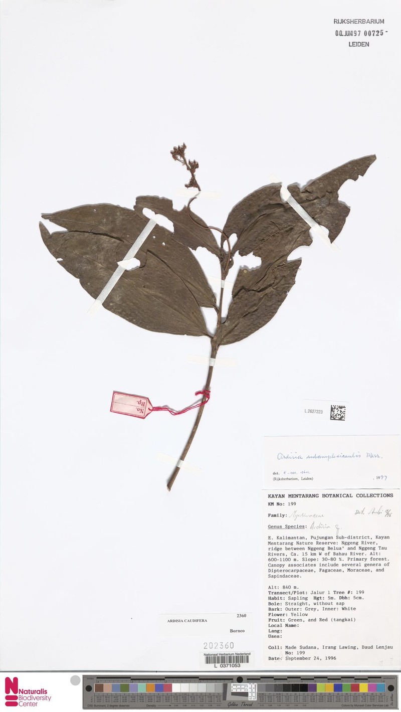 Ardisia caudifera