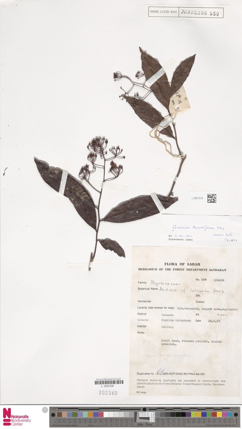 Ardisia caudifera photo 2