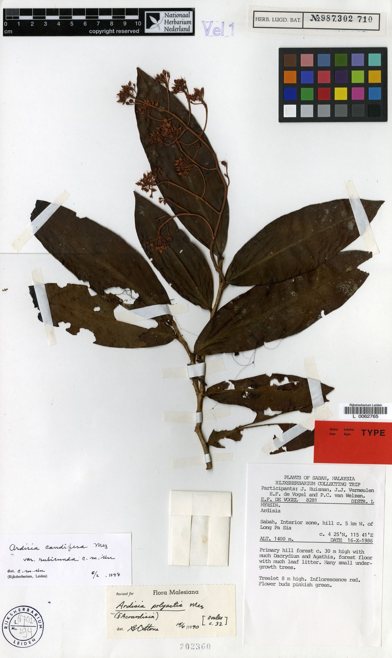Ardisia caudifera photo 3