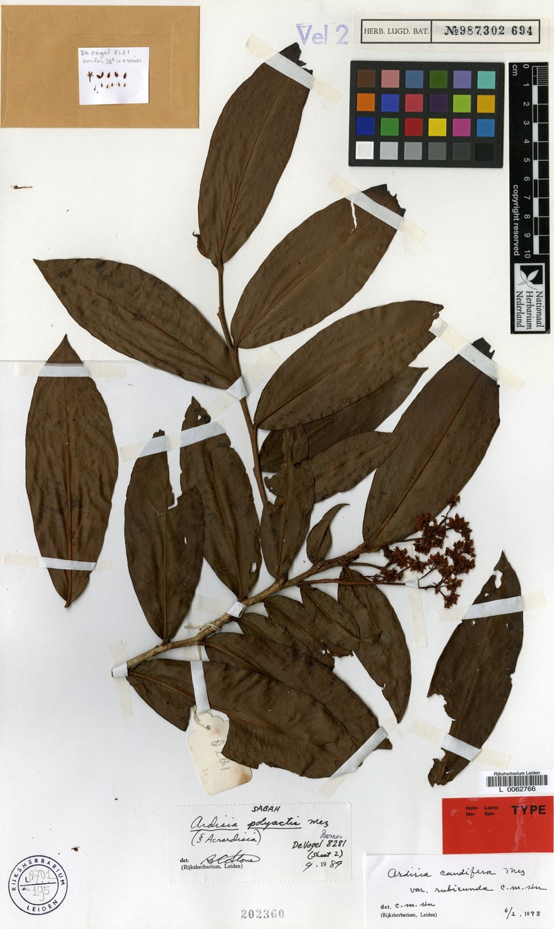 Ardisia caudifera photo 4