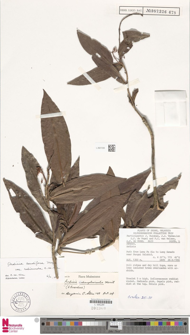 Ardisia caudifera photo 5