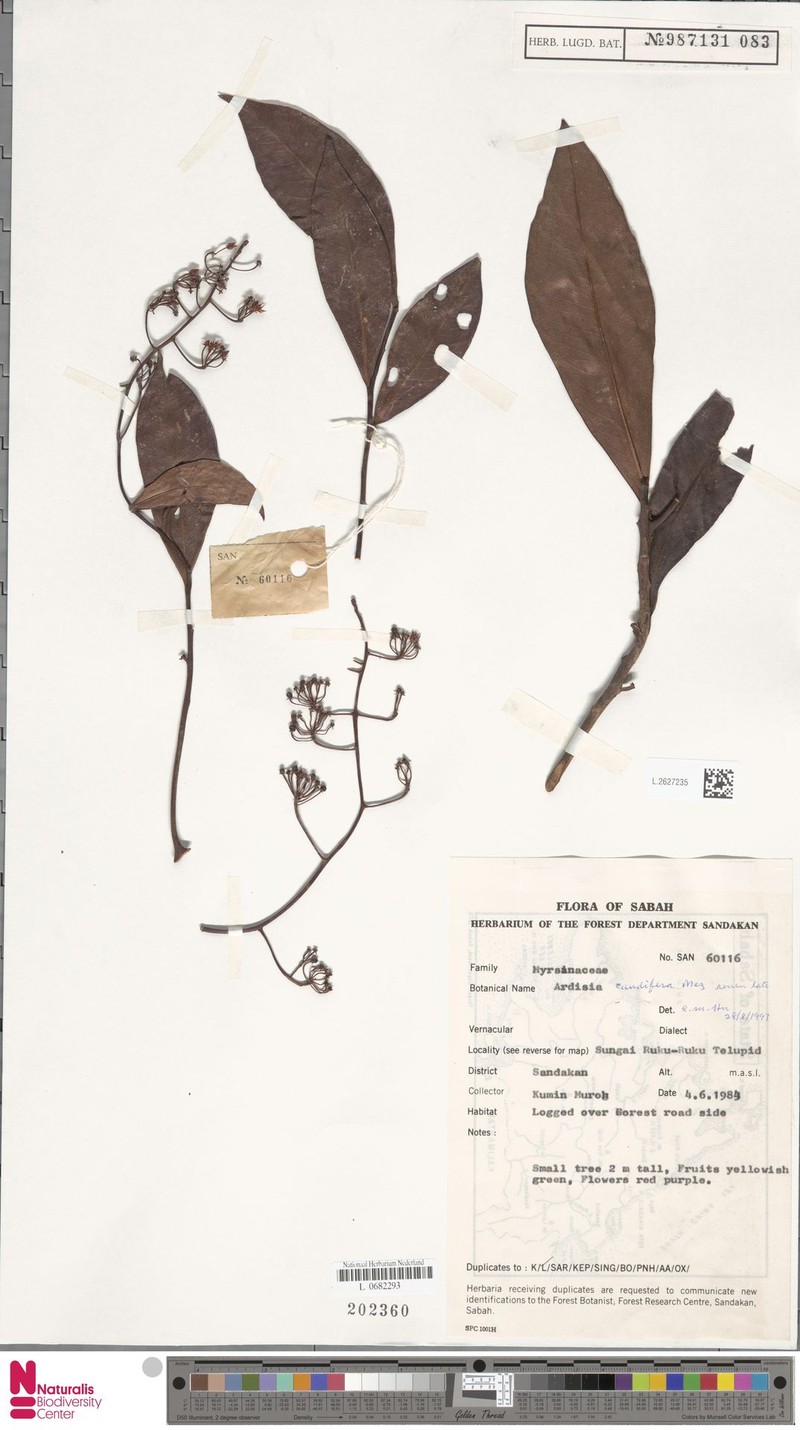 Ardisia caudifera photo 6