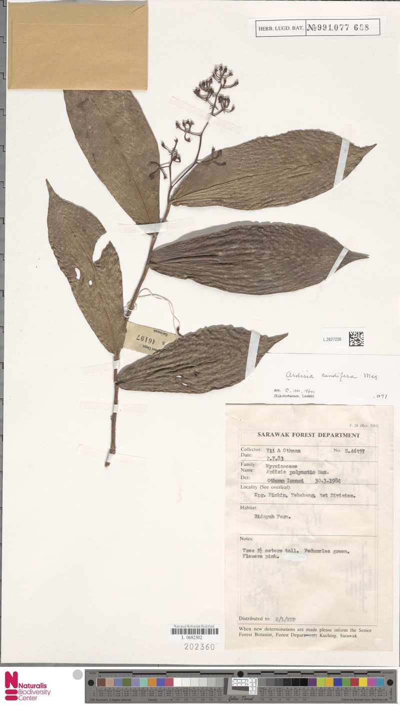 Ardisia caudifera photo 7