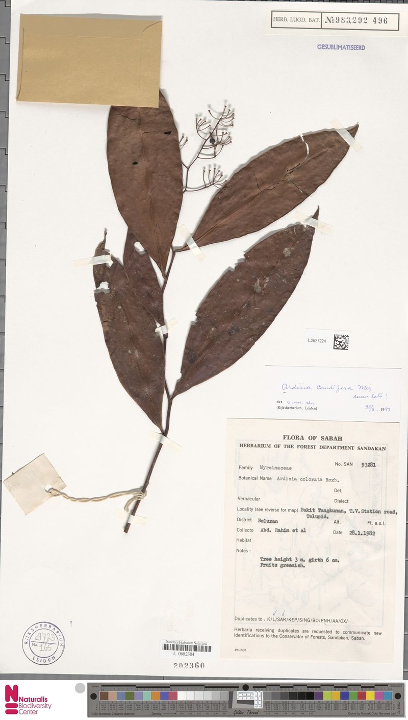 Ardisia caudifera photo 8
