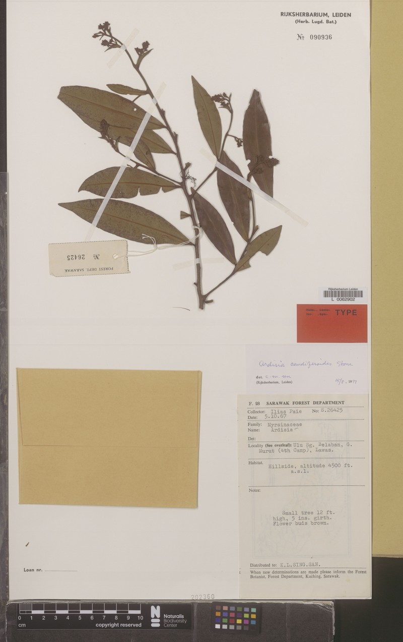Ardisia caudiferoides