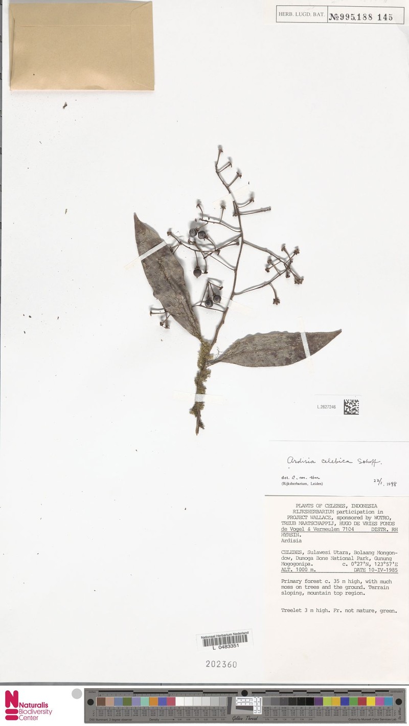 Ardisia celebica