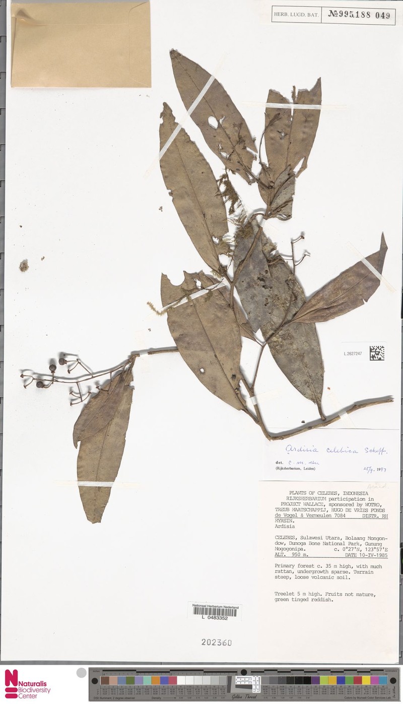 Ardisia celebica photo 2